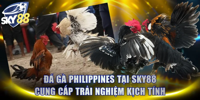 Đá gà Philippines tại SKY88 cung cấp trải nghiệm đầy kịch tính
